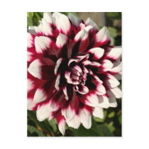 Flower Series - Begonia Post Cards