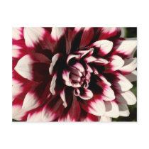 Flower Series - Begonia Postcards