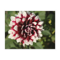 Flower Series - Begonia Post Cards