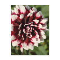 Flower Series - Begonia Post Cards