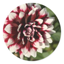 Flower Series - Begonia Round Stickers