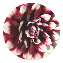 Flower Series - Begonia Stickers
