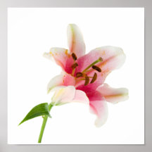 Flower Set 3 - Pink Lilly Print