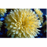 Flower, still life photo cut out
