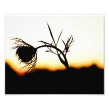 Flower sunset silhouette photo art