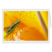 flower surfer cards