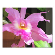 Flower, Unknown 1 - Photo Print