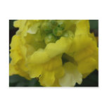 flower,yellow snapdragon postcard