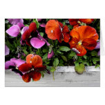 Flowerbox of Pansies Greeting Card