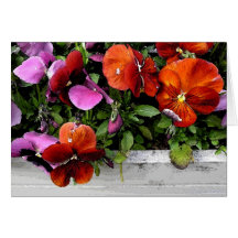 Flowerbox of Pansies Greeting Card