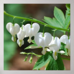 Flowering Bleeding Heart Poster
