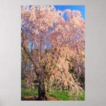 Flowering Cherry at Arnold Arboretum Poster