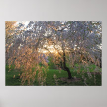 Flowering Cherry in Evening Light Arnold Arboretum Poster