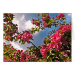 Flowering Crabapple Blossoms Greeting Cards