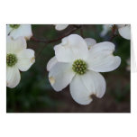 Flowering Dogwood Cards