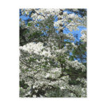 Flowering Dogwood Postcards