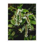 Flowering Shrub Postcard