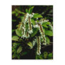 Flowering Shrub Postcard