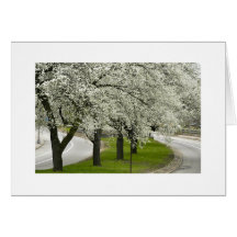 Flowering Trees On E. Liberty Blvd, Pittsburgh PA Greeting Cards