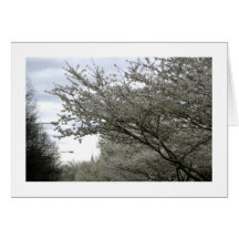 Flowering trres with little steeple card