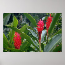 Flowering vegetation, Tahiti flowers Poster