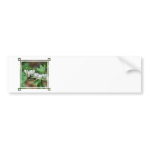 Flowering White Bleeding Heart Bumper Stickers