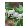 Flowering White Bleeding Heart Postcard