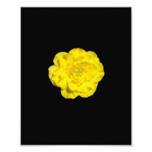 FlowerIV - arrière - plan jaune de noir de fleur c Photographe