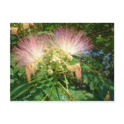Flowers 2009-4 postcard by RoosterWranglerFarm