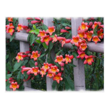 Flowers Along The Fence Post Card