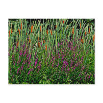 Flowers and Bullrushes Postcard