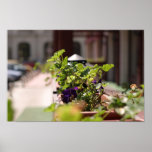 Flowers Bloom in Romania Print