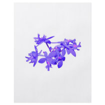 Flowers Blue Tinted Ground Orchid Flyers