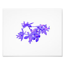Flowers Blue Tinted Ground Orchid Photo Art