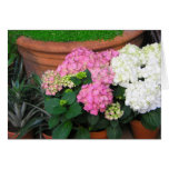 flowers cards