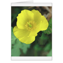 Flowers Cards