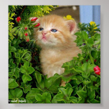 flowers,cat print