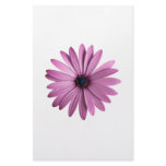 Flowers: Daisy Stationery Paper