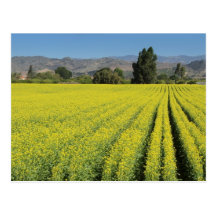 Flowers Field Postcard