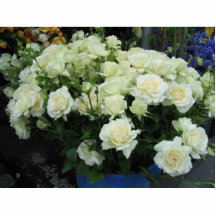 Flowers for You Cut Outs