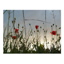 Flowers - Four Red Poppies Post Card