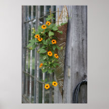 Flowers hanging on barn. print