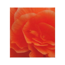 Flowers in Bloom
