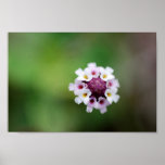 FLOWERS IN FLOWER POSTER