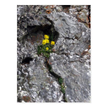 Flowers in Rock Post Cards