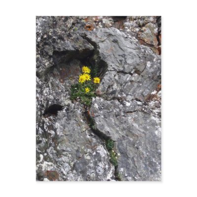 Flowers in Rock Post Cards by aaronleavy