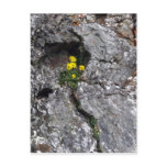 Flowers in Rock postcards