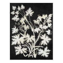 Flowers in Silhouette Post Card