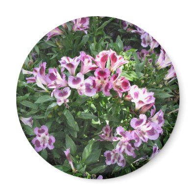 flowers in the garden refrigerator magnets by DonnaGrayson_Photos