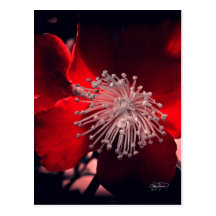 Flowers in Winter Postcard